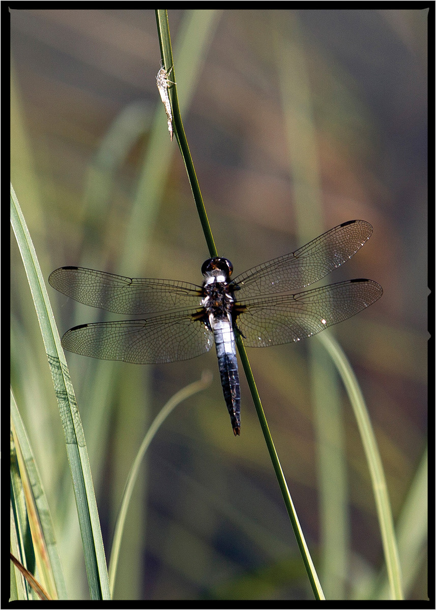Dragon Fly | Glacier National Park