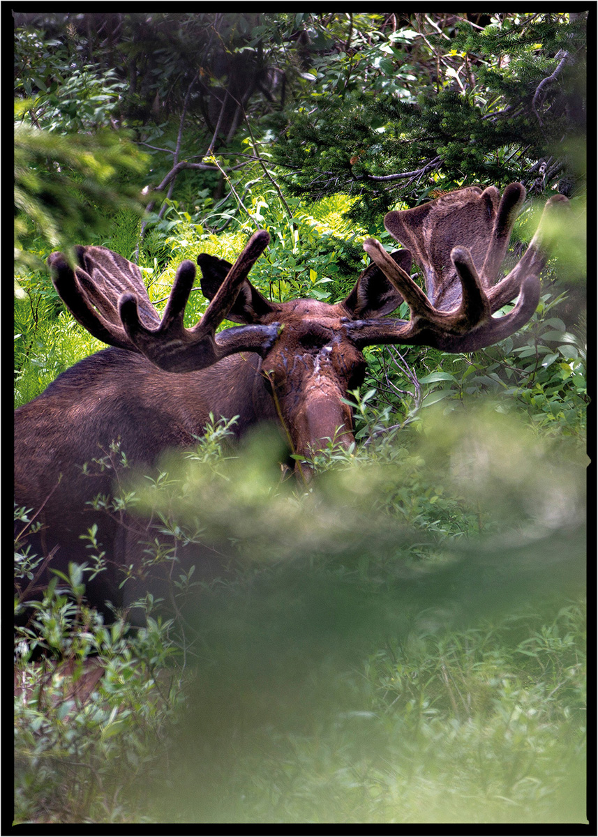Moose | Glacier National Park