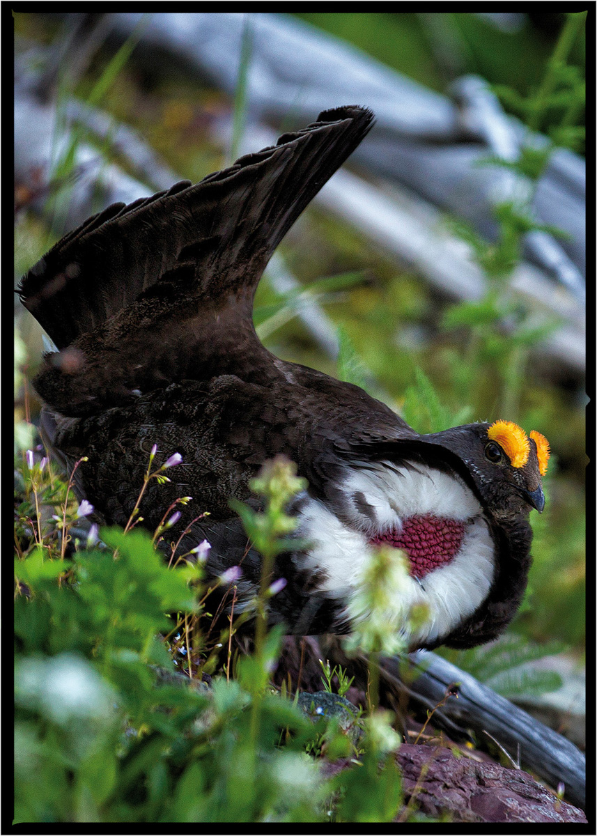 Mountain Grouse | Glacier National Park