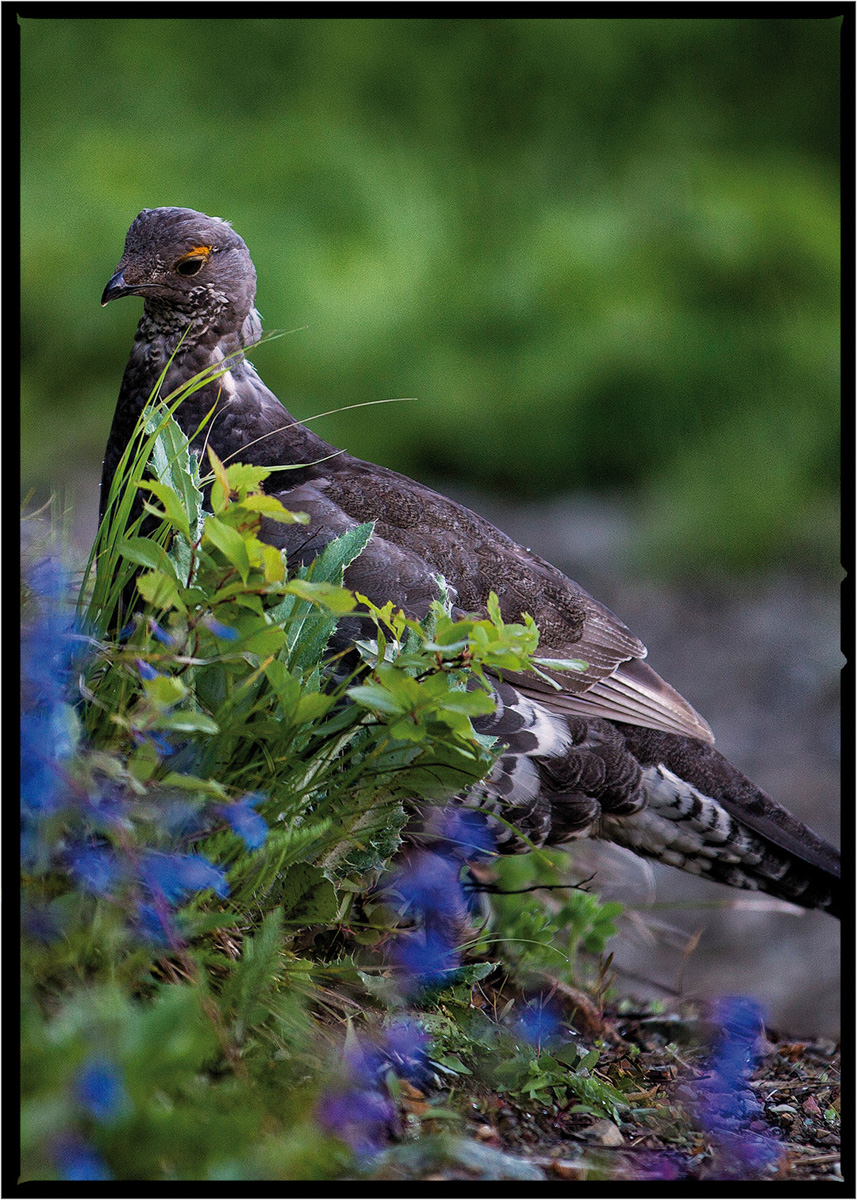 Mountain Grouse | Glacier National Park