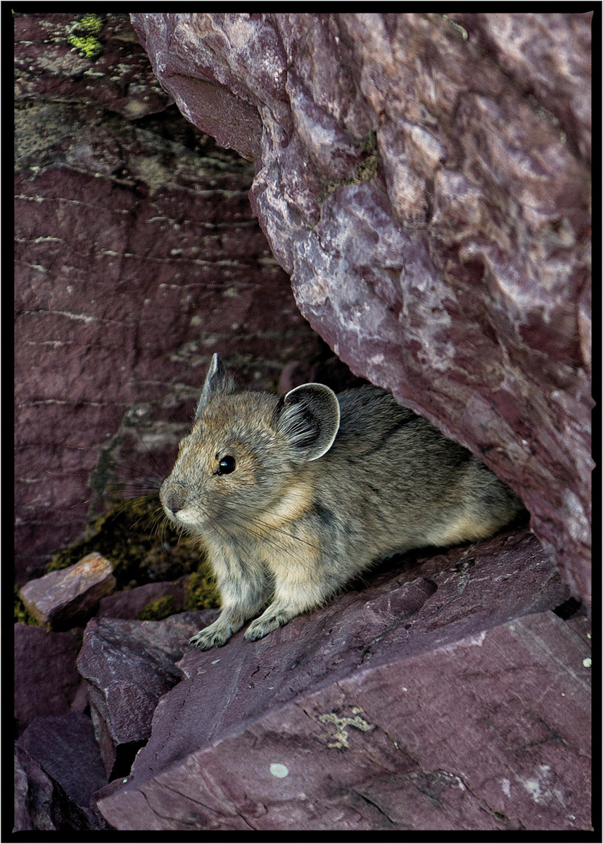 Pika | Glacier National Park