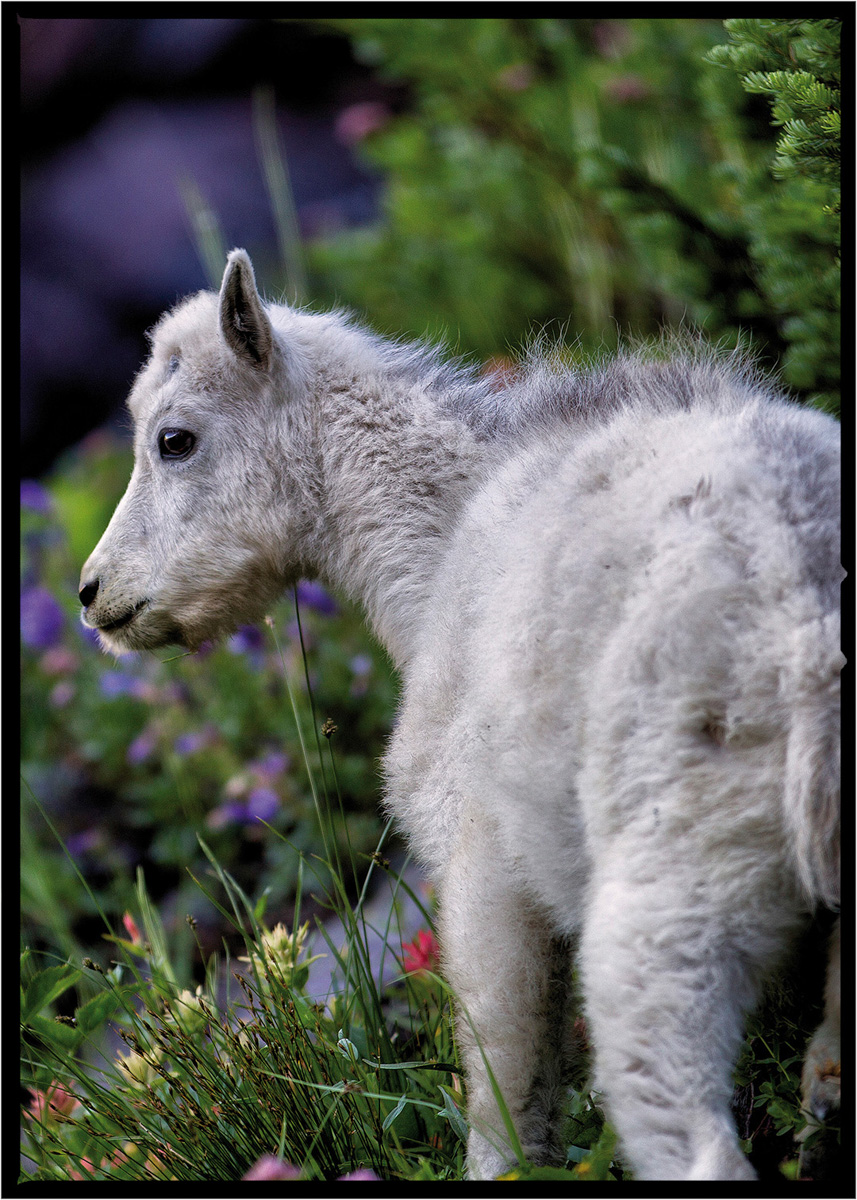 Mountain Goat | Glacier National Park