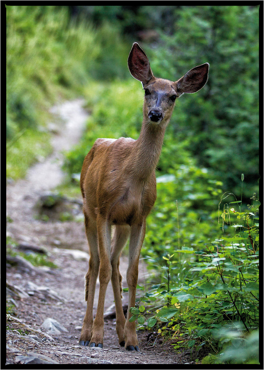 Deer | Glacier National Park