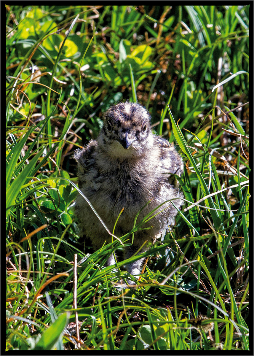 Ptarmigan | Glacier National Park
