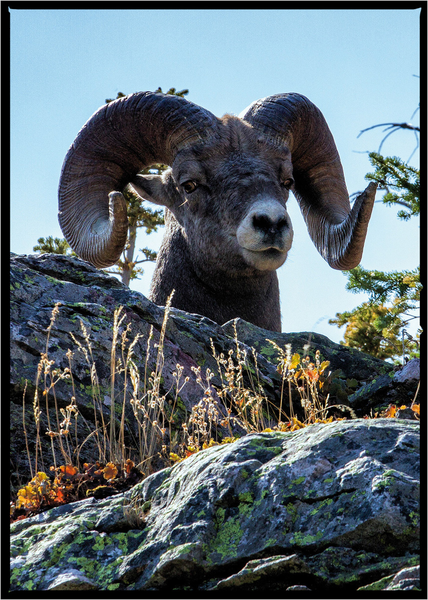 Bighorn Sheep | Glacier National Park