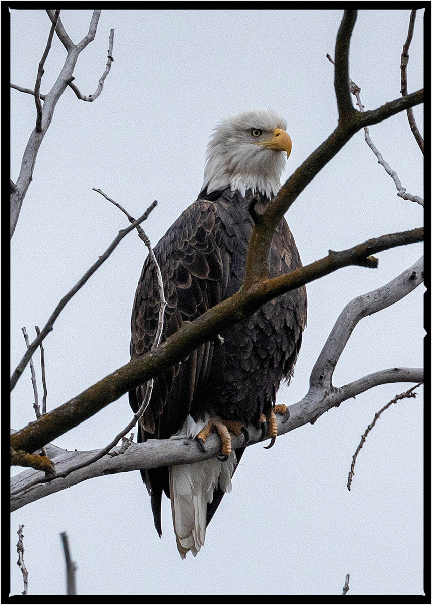 Bald Eagle | Flathead County, Montana