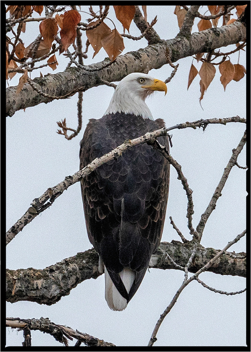 Bald Eagle | Flathead County, Montana