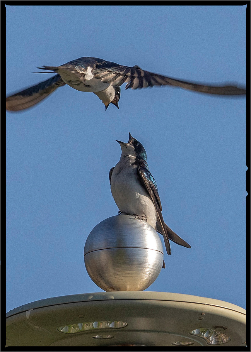 Swallow | Flathead County, Montana
