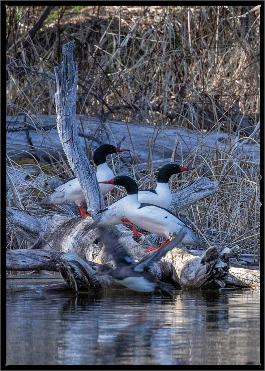 Common Merganser  | Flathead County, Montana