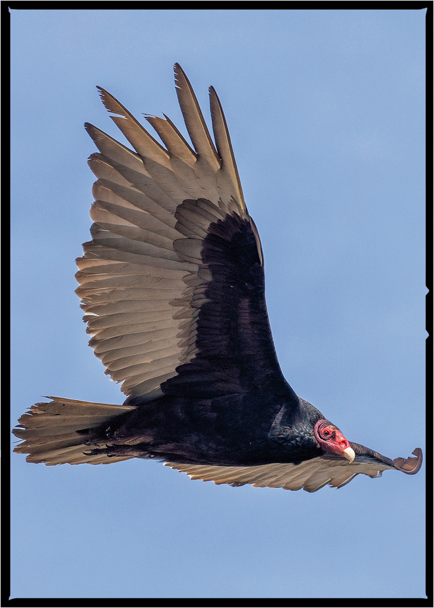 Turkey Vulture | Flathead County, Montana