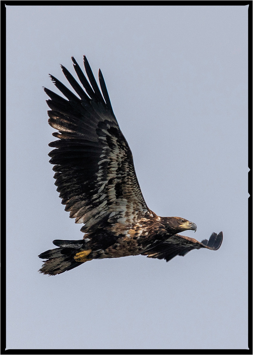 Golden Eagle | Flathead County, Montana