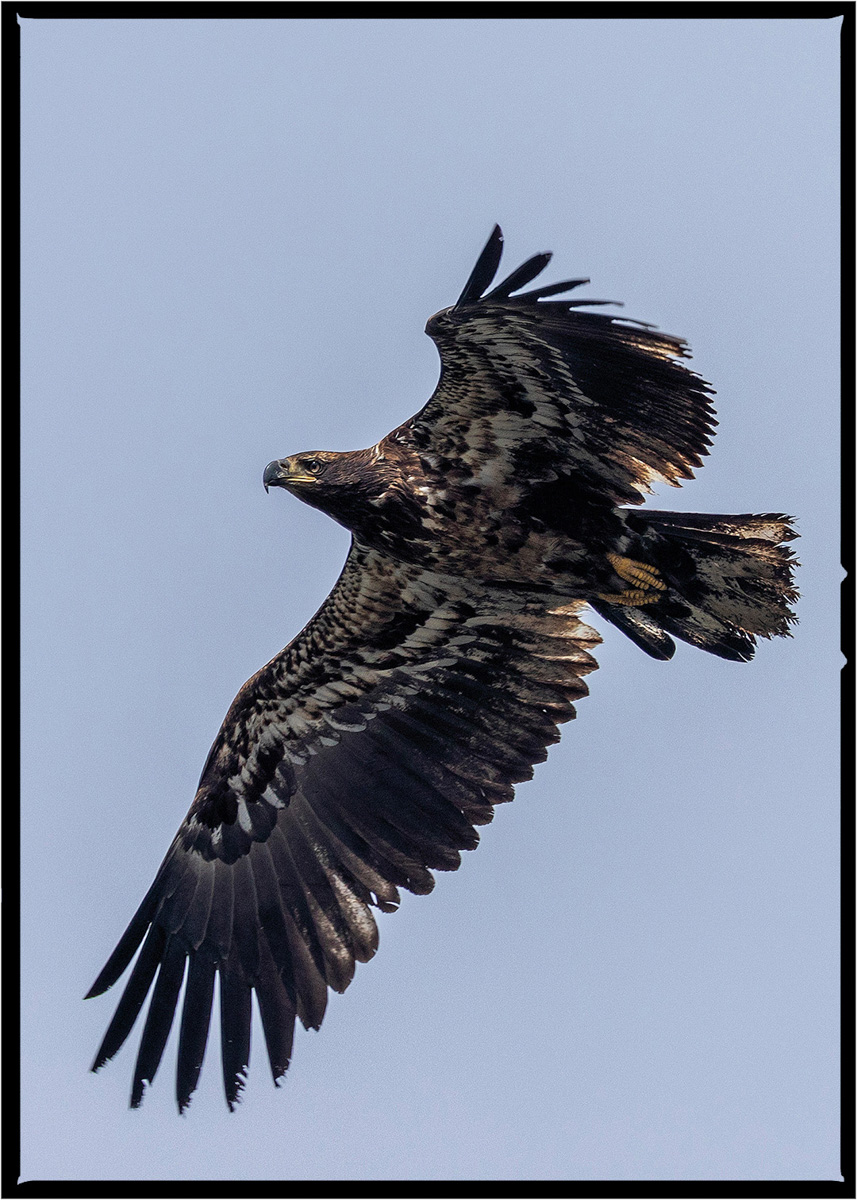 Golden Eagle | Flathead County, Montana