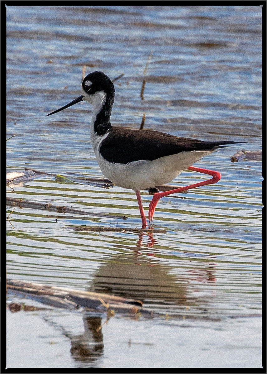 American Avocet | Flathead County, Montana