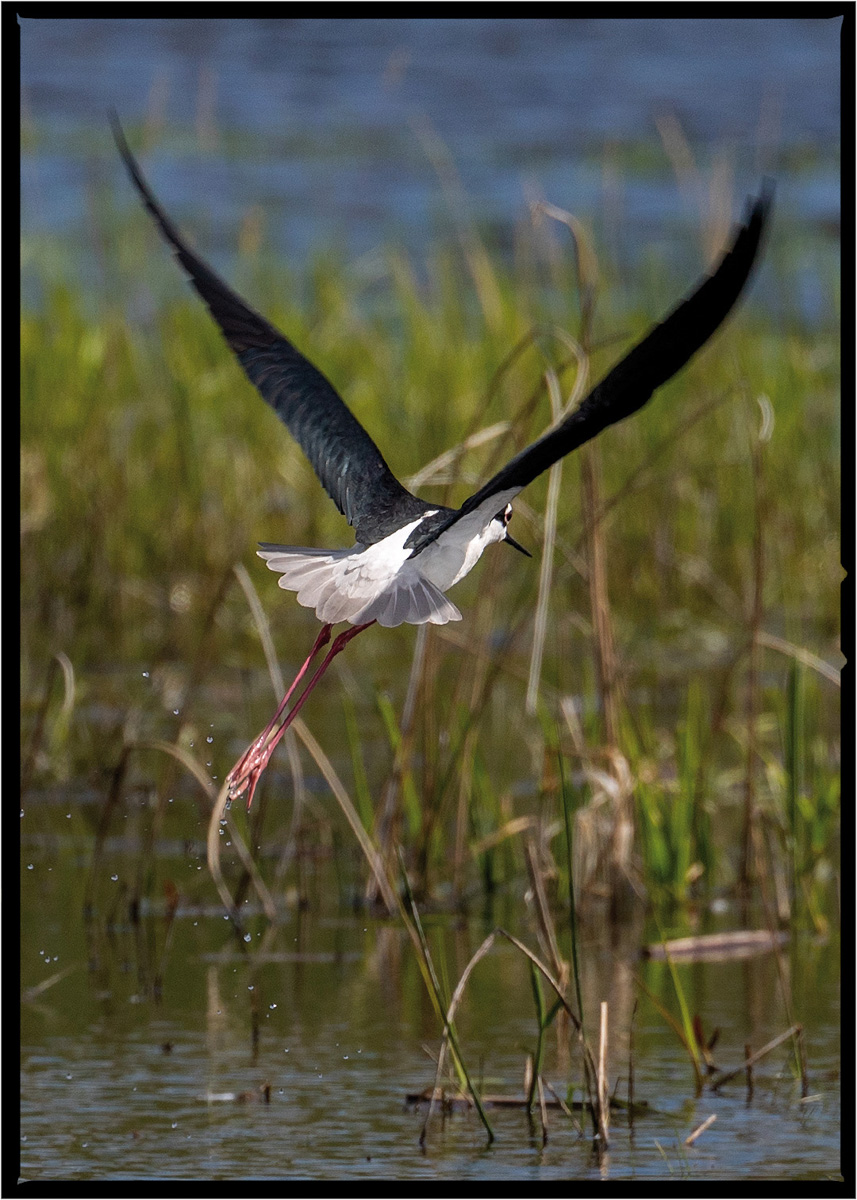 American Avocet | Flathead County, Montana