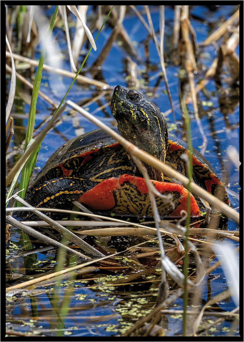 Turtle | Flathead County, Montana