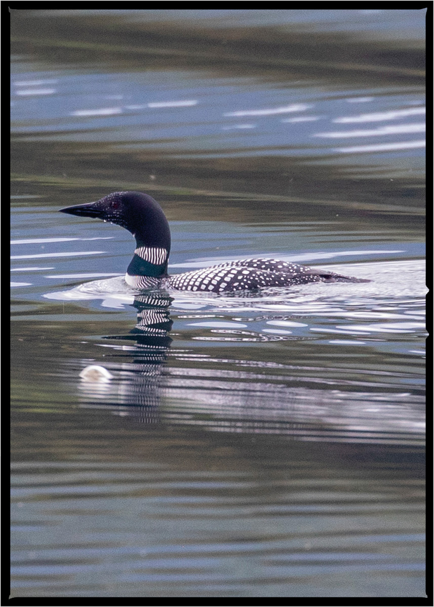 Loon | Flathead County, Montana