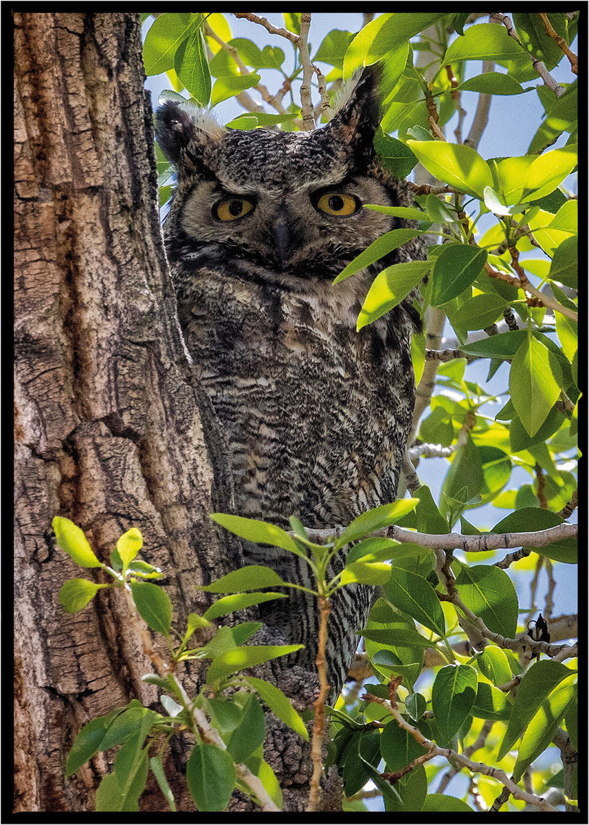 Owl | Flathead County, Montana