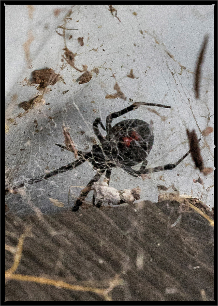 Spider | Flathead County, Montana