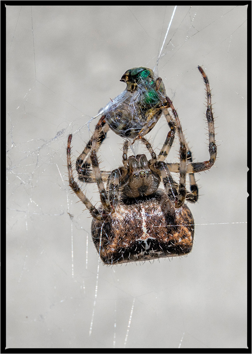 Spider | Flathead County, Montana
