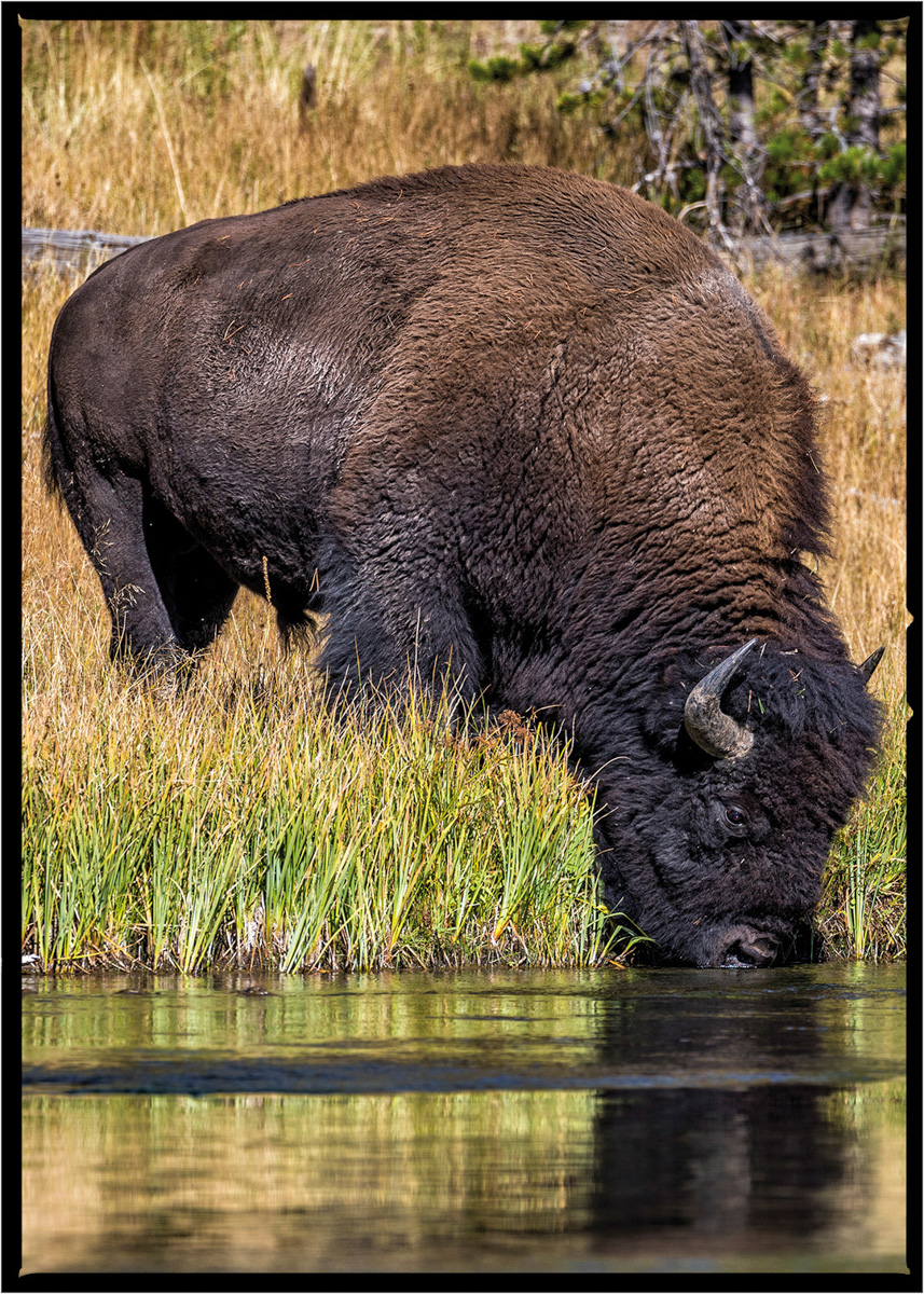 Buffalo | Yellowstone National Park, Montana