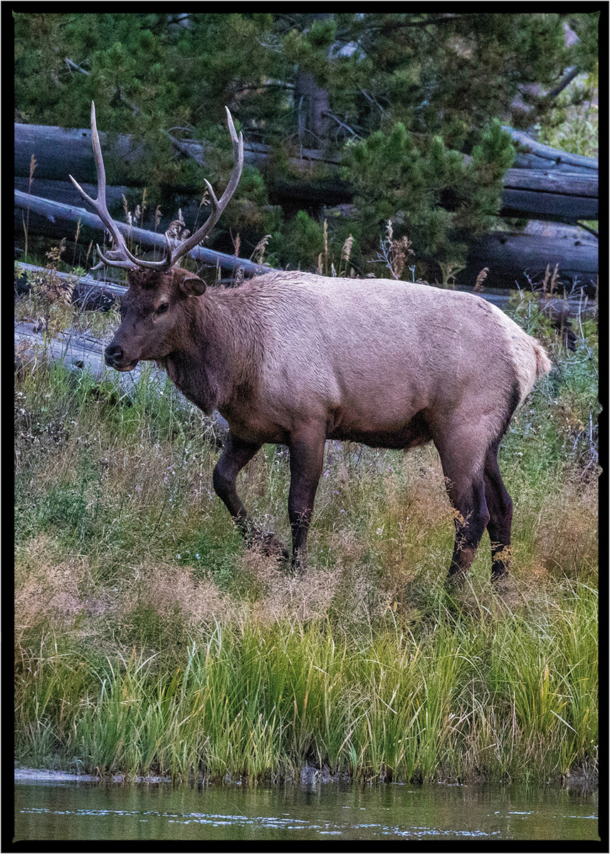 Elk | Yellowstone National Park, Montana