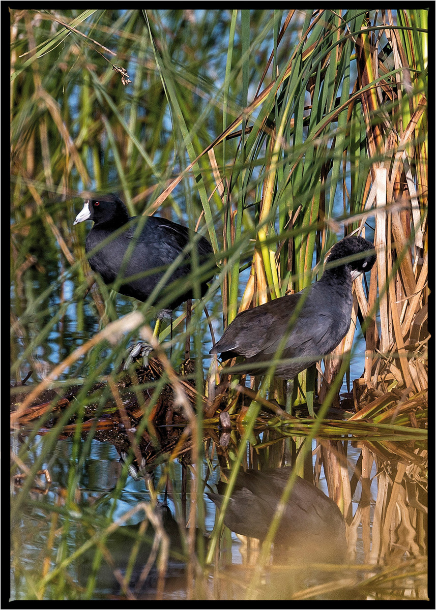 American Coot | Flathead County, Montana