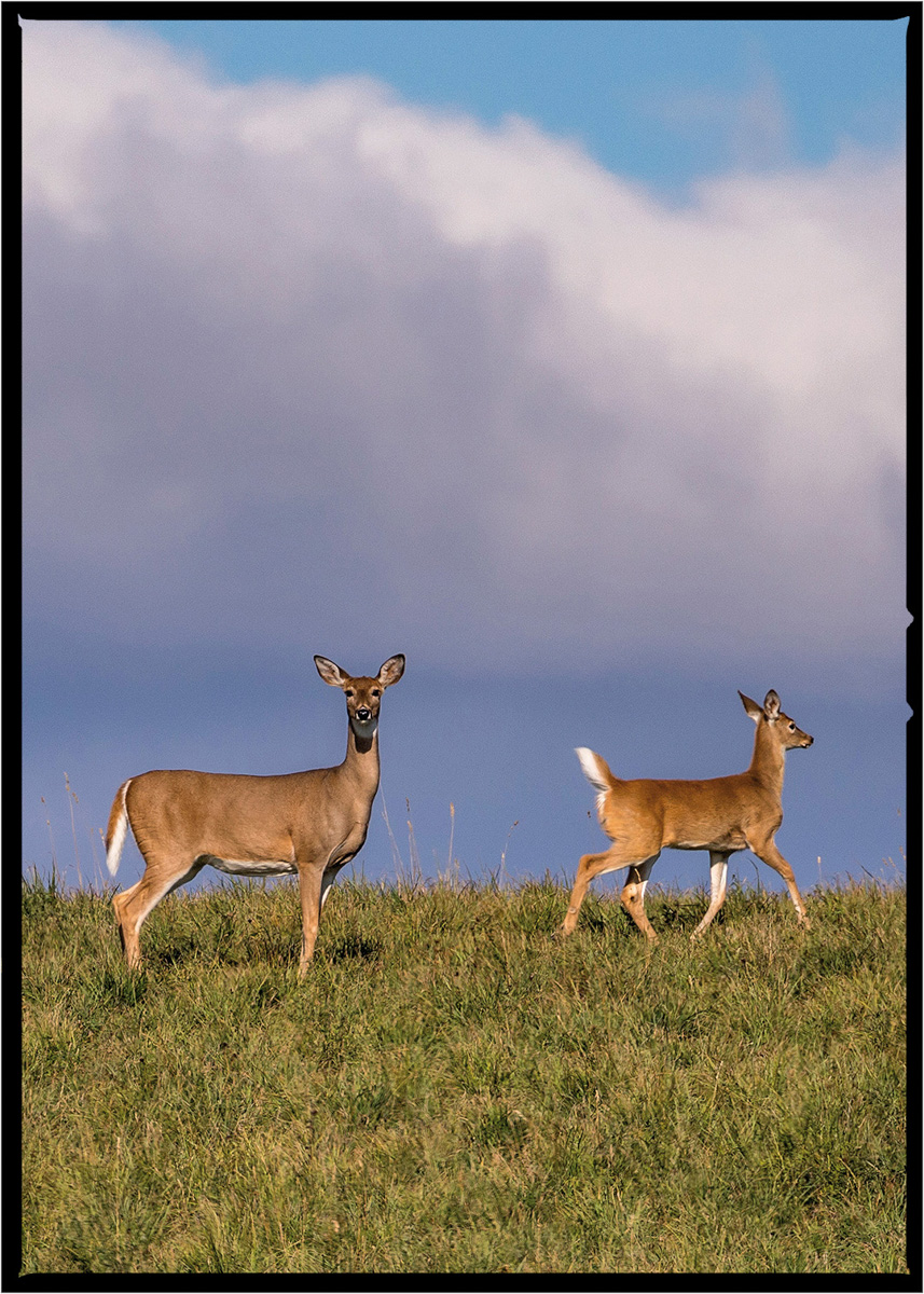 Deer | Flathead County, Montana