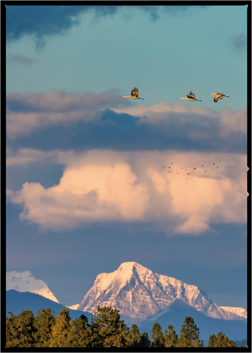 Sandhill Crane | Flathead County, Montana