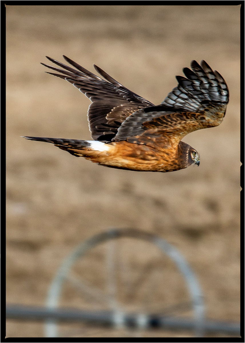 Northern Harrier Hawk | Flathead County, Montana