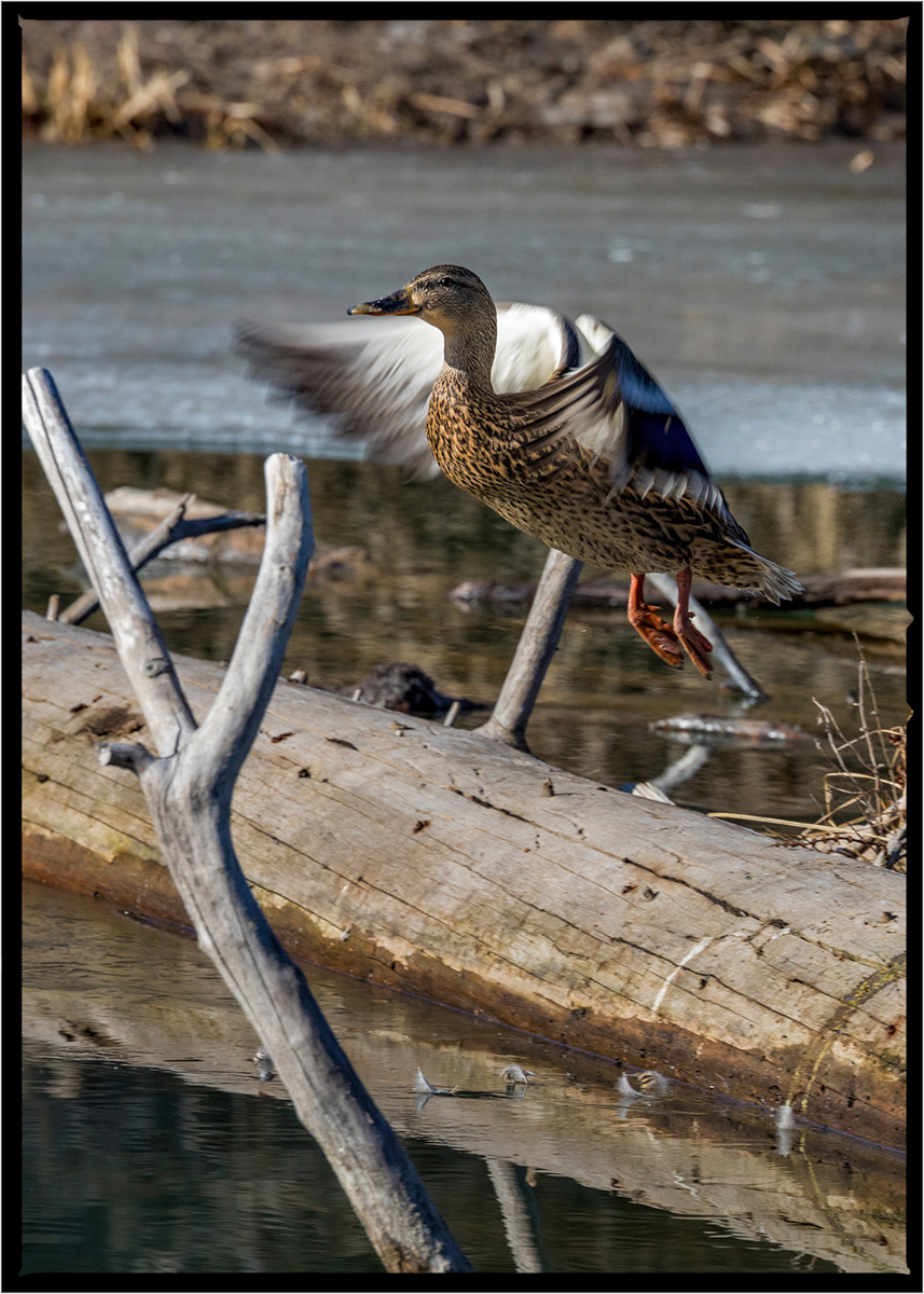 Mallard Duck | Flathead County, Montana