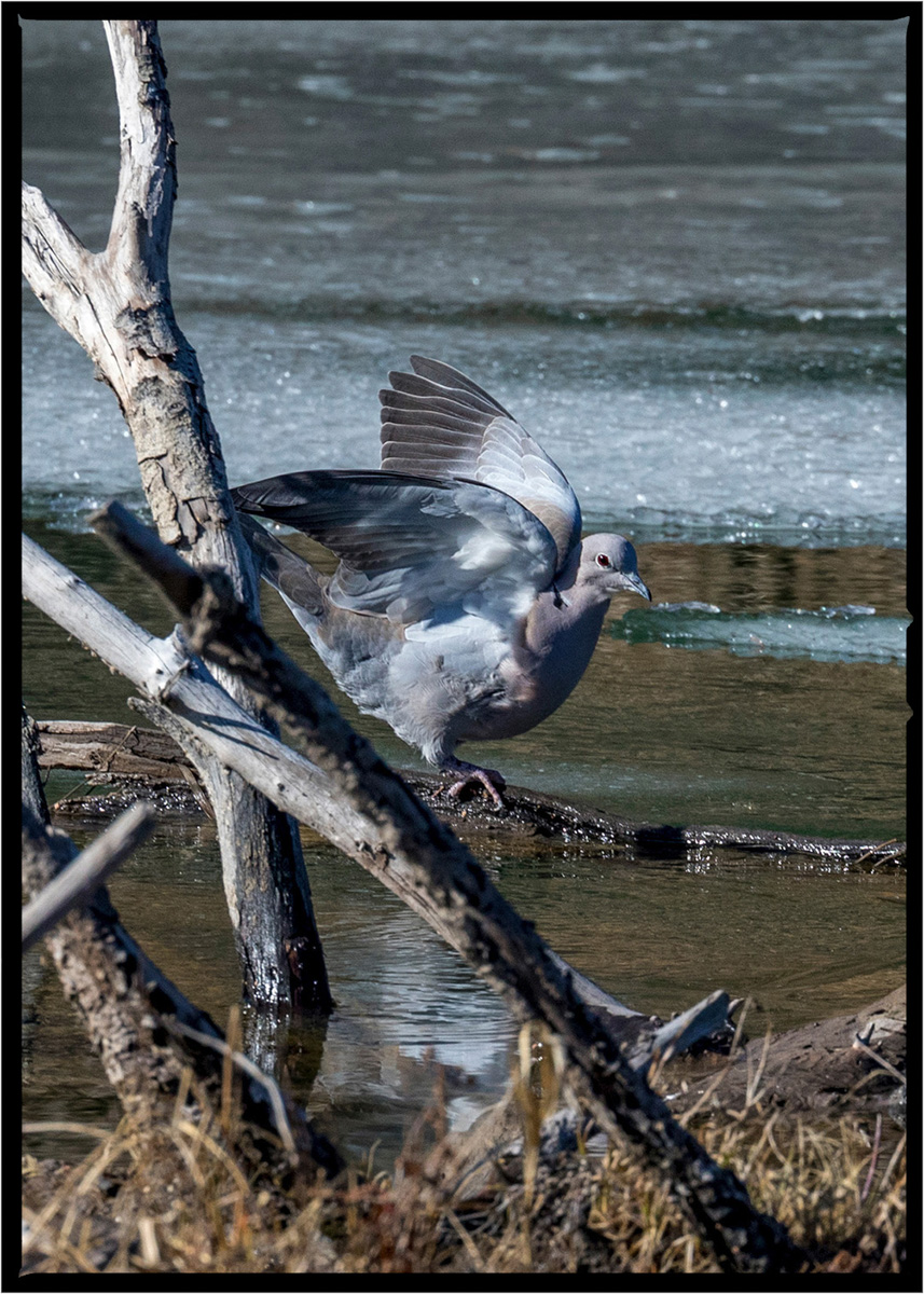 Dove | Flathead County, Montana