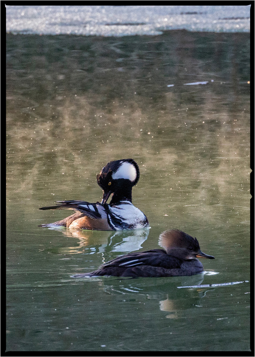 Hooded Merganser | Flathead County, Montana