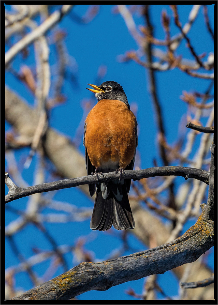 American Robin | Flathead County, Montana