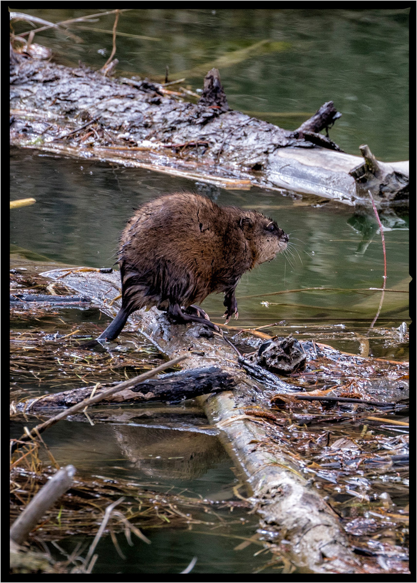 Muskrat | Flathead County, Montana