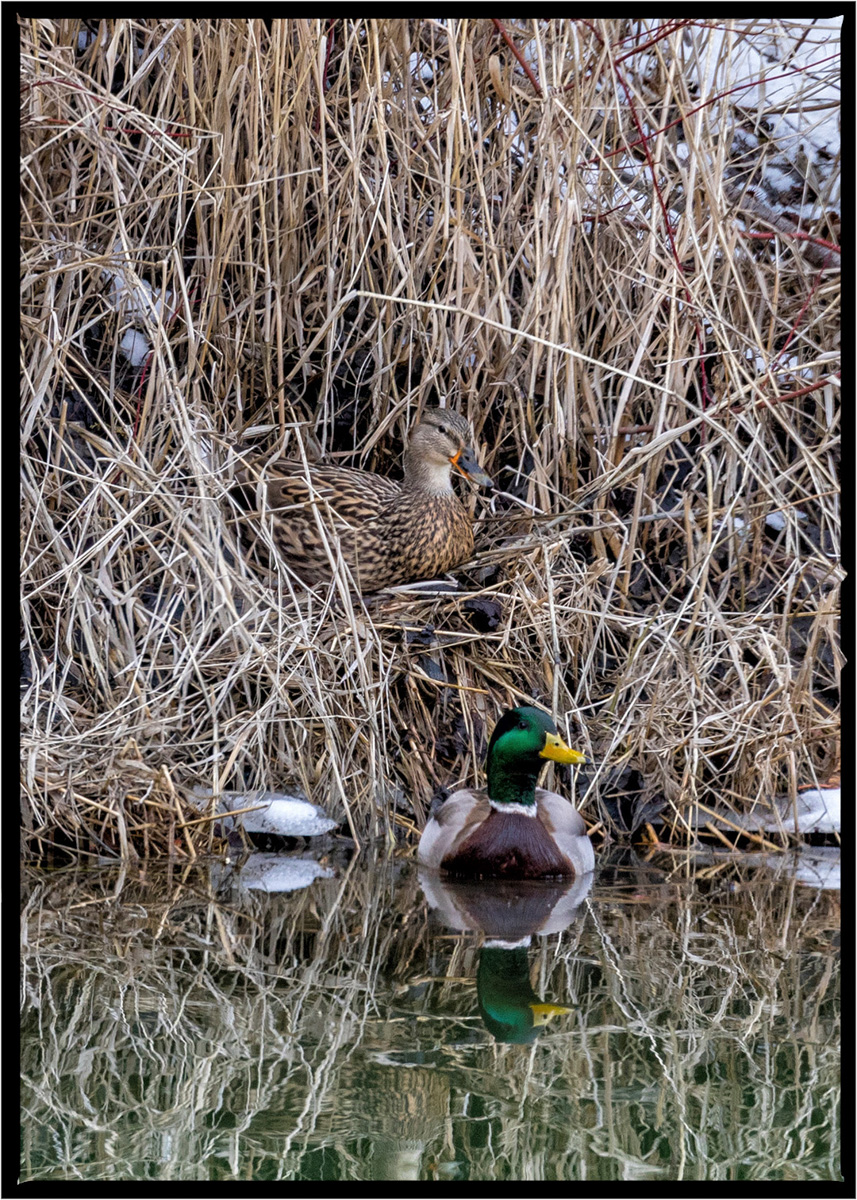 Mallard Duck | Flathead County, Montana