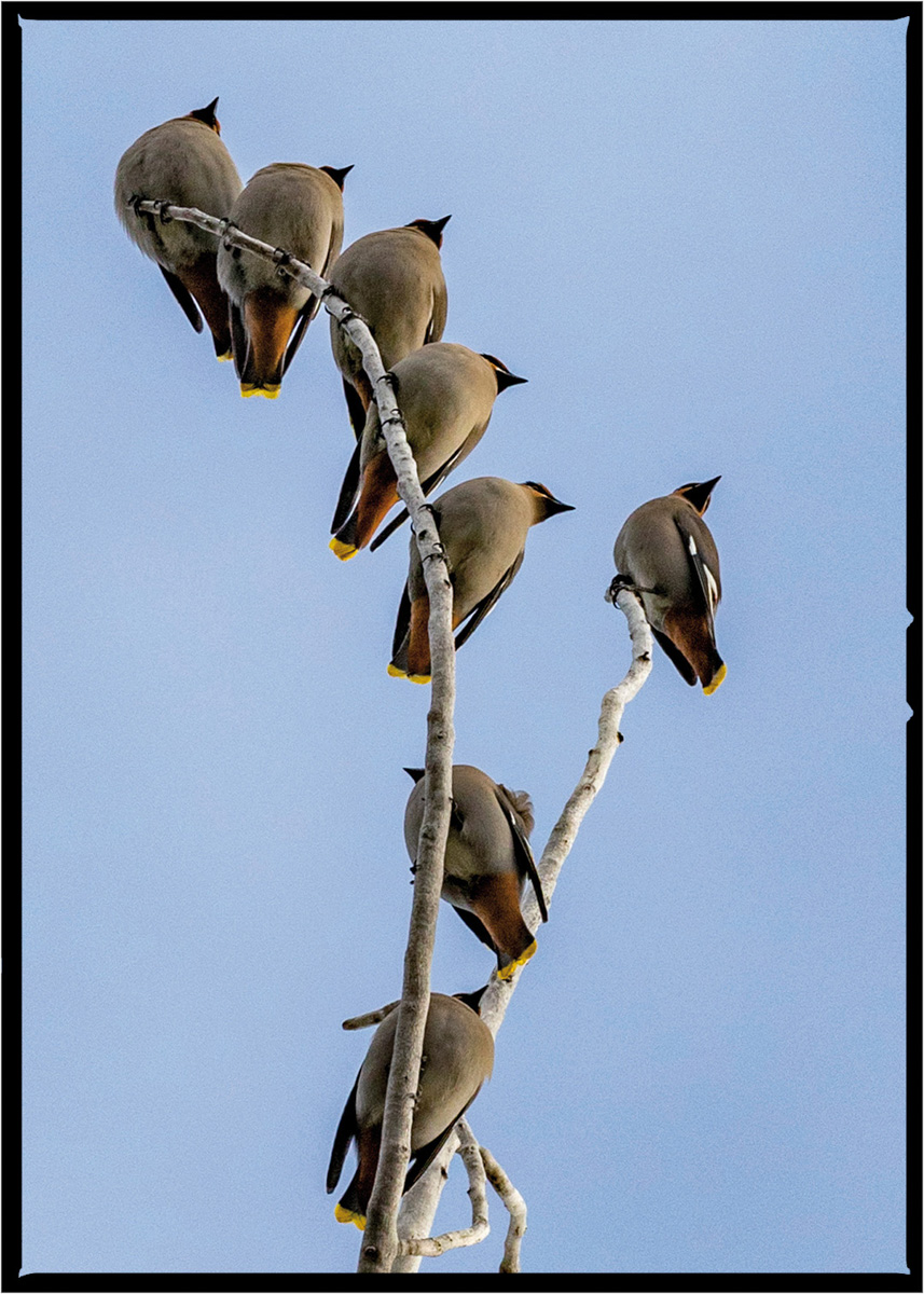 Cedar Waxwings  | Flathead County, Montana