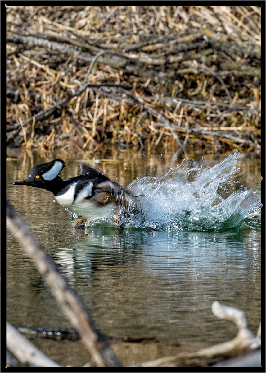 Hooded Merganser | Flathead County, Montana