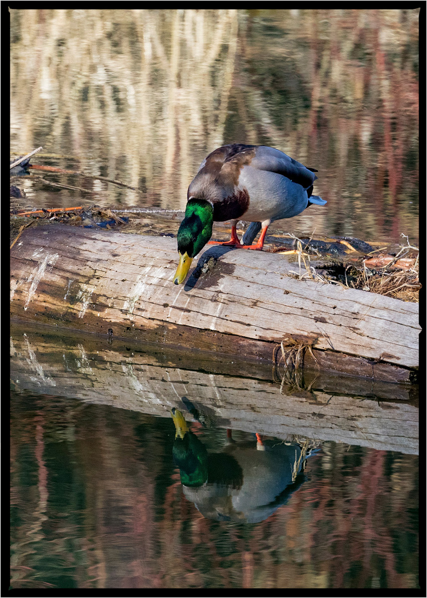 Mallard Duck | Flathead County, Montana