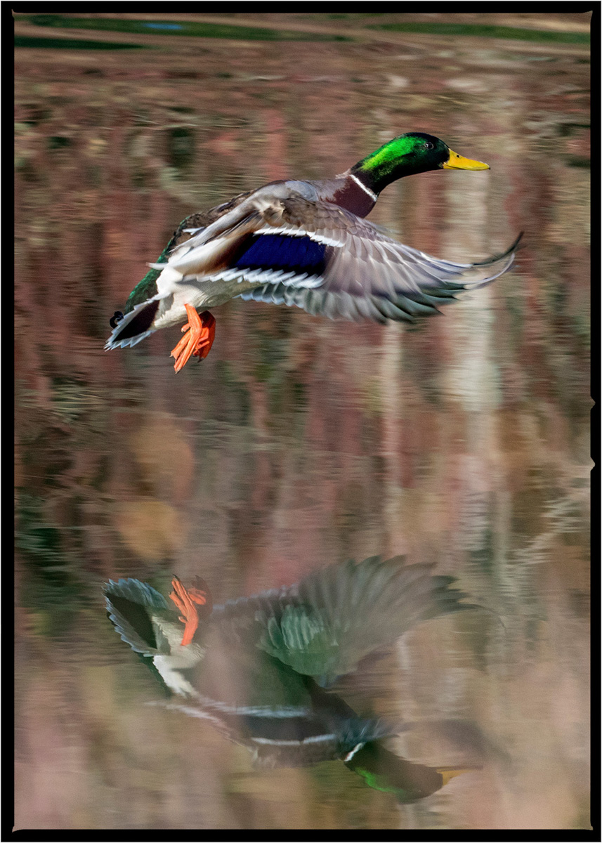 Mallard Duck | Flathead County, Montana