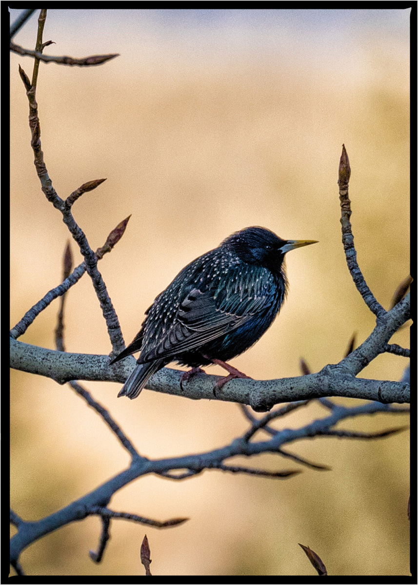 European Starling | Flathead County, Montana
