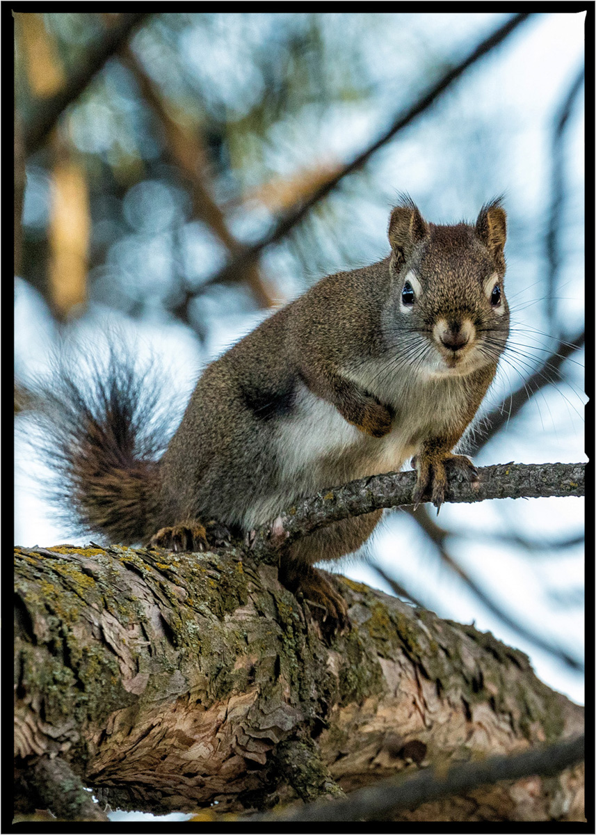 Squirrel | Flathead County, Montana