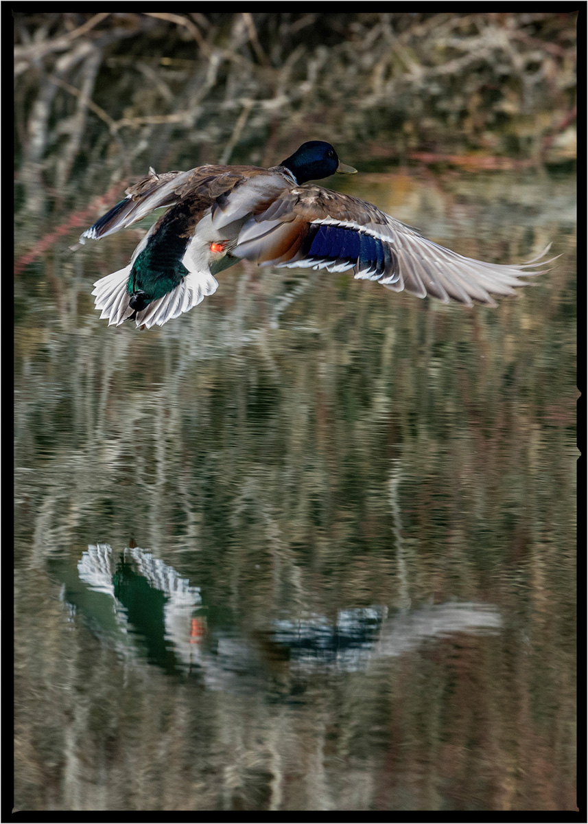 Mallard Duck | Flathead County, Montana