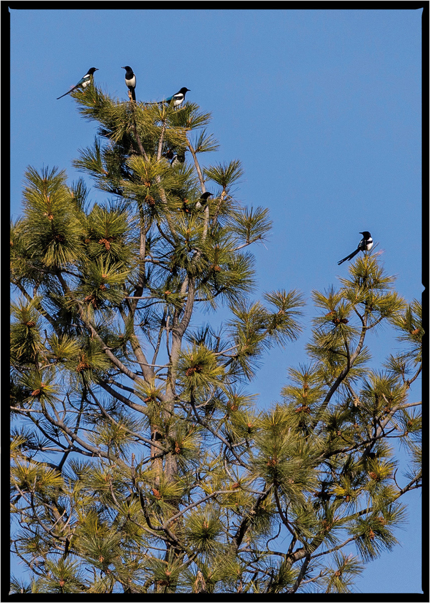 Black-billed Magpie | Flathead County, Montana