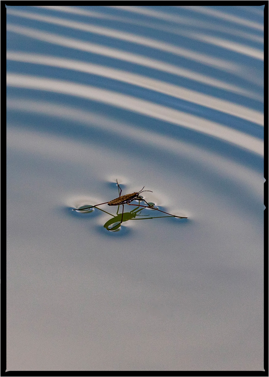 Water Strider | Flathead County, Montana