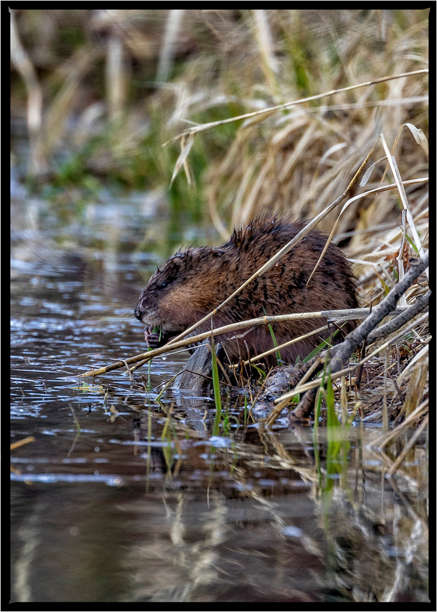 Muskrat | Flathead County, Montana
