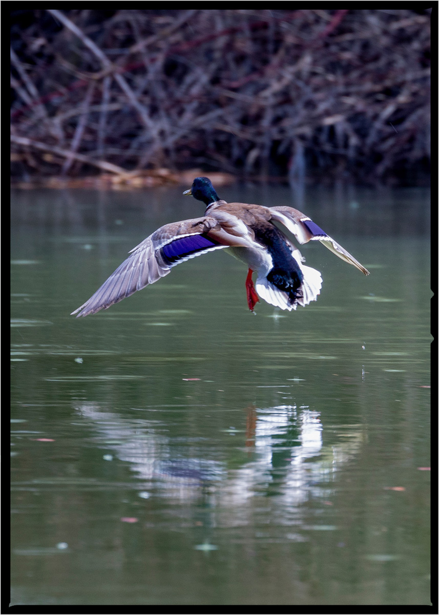 Mallard Duck | Flathead County, Montana