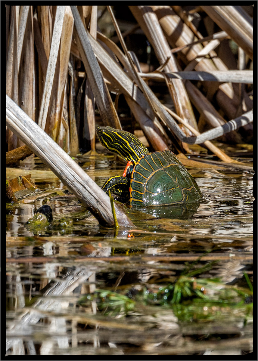 Turtle | Flathead County, Montana