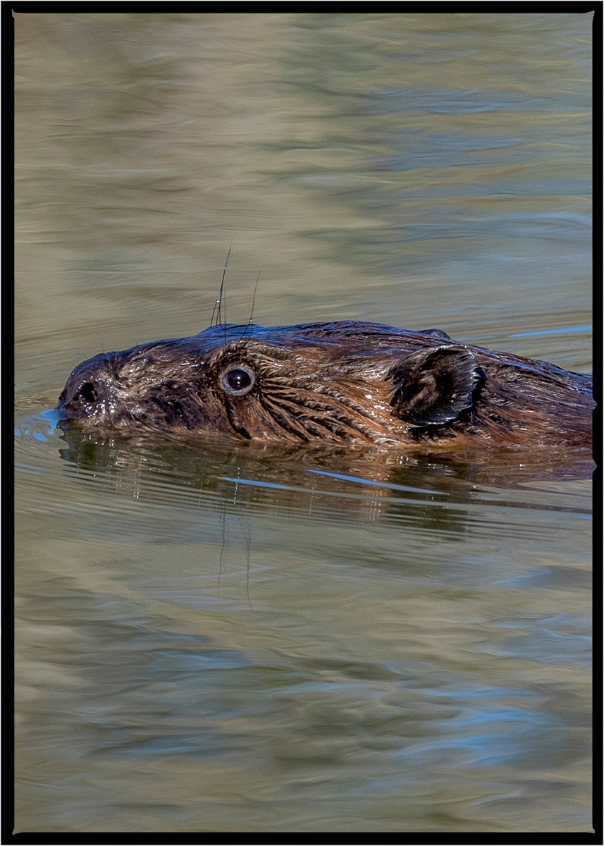 Beaver | Flathead County, Montana