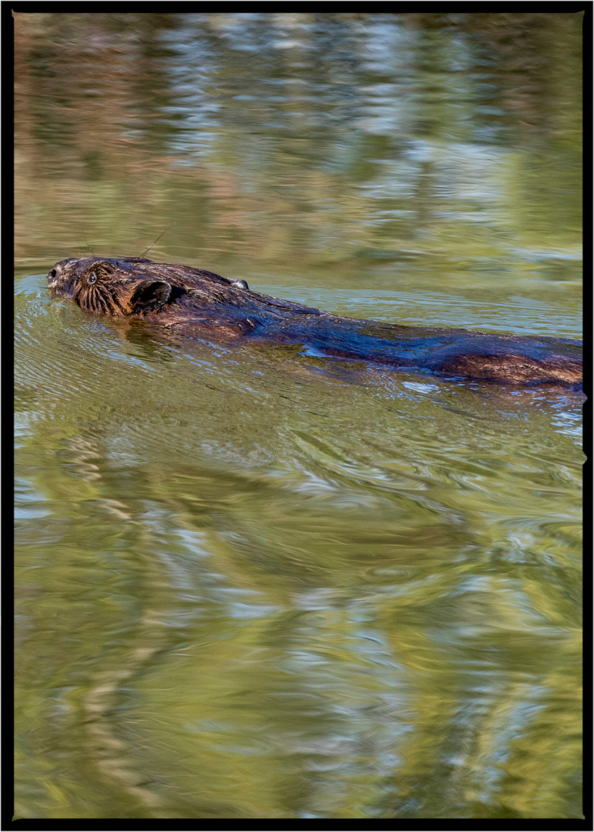 Beaver | Flathead County, Montana