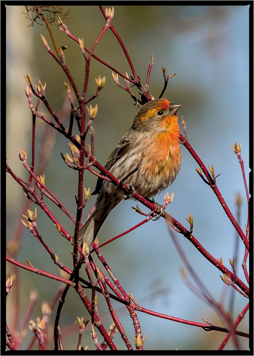 House Finch | Flathead County, Montana